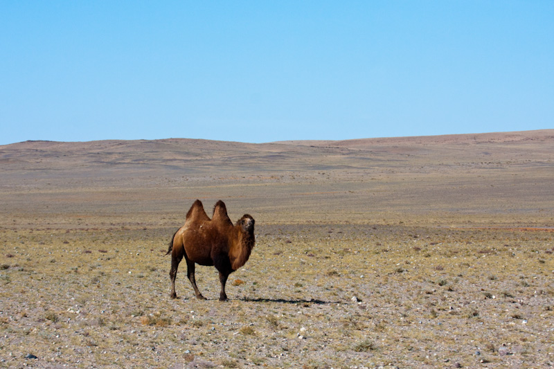 Bactrian Camel